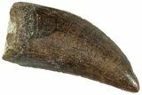 Gorgeous, Serrated Tyrannosaur Tooth - Two Medicine Formation #263794-1